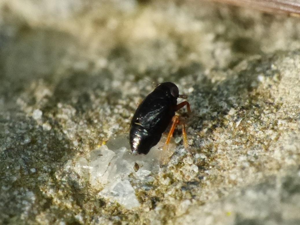 Insettino minuscolo (Delphacidae)
